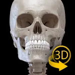 Skeleton | 3D Anatomy | Indus Appstore | App Icon